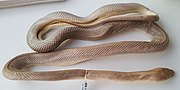 Thumbnail for Baja California rat snake