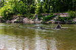 Thumbnail for Bogue Chitto River