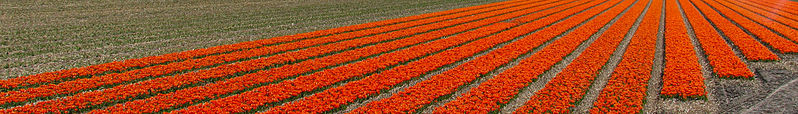 File:Bollenstreek banner tulip field.jpg