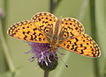 Braunfleckiger Perlmutterfalter (Boloria selene)