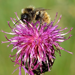 <i>Bombus rupestris</i> Species of bee