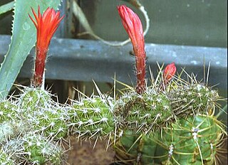 <i>Loxanthocereus sextonianus</i> Species of cactus