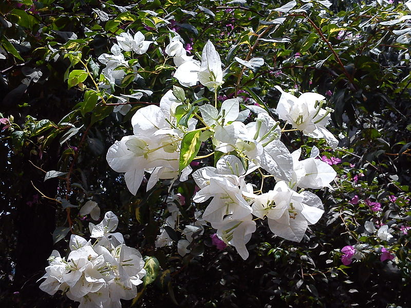 File:Bougainvillea in Mumbai India 3.jpg