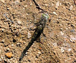 Western spirit dragonfly (Boyeria irene)