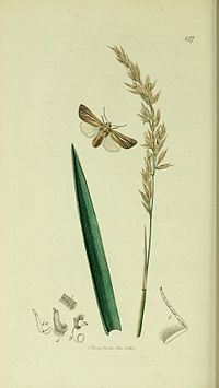 Illustration from John Curtis's British Entomology Volume 5 Britishentomologyvolume5Plate157.jpg