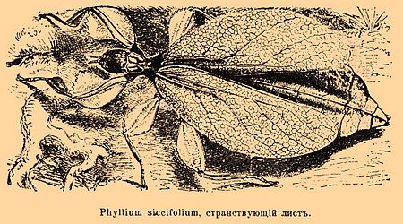 Phyllium siccifolium, странствующий лист.