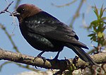 Thumbnail for File:Brown Headed Cowbird.jpg