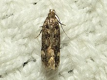 Bryotropha basaltinella.jpg