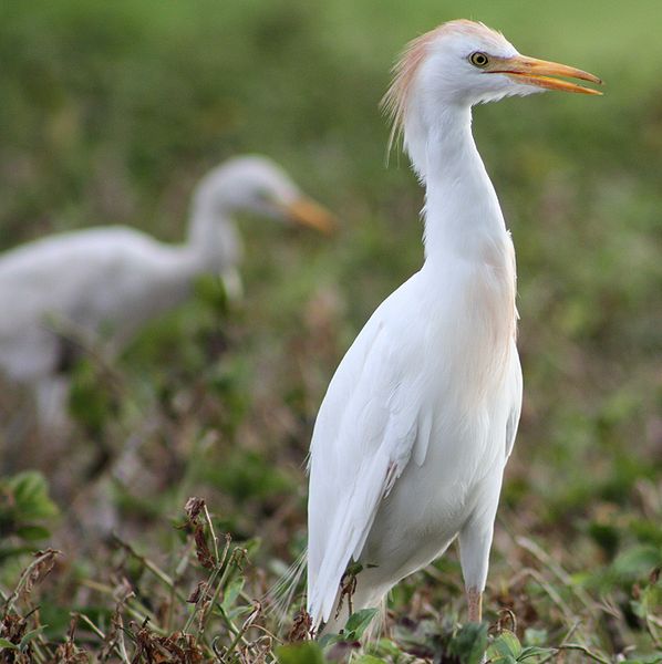 File:Bubulcus ibis Maui 1.jpg