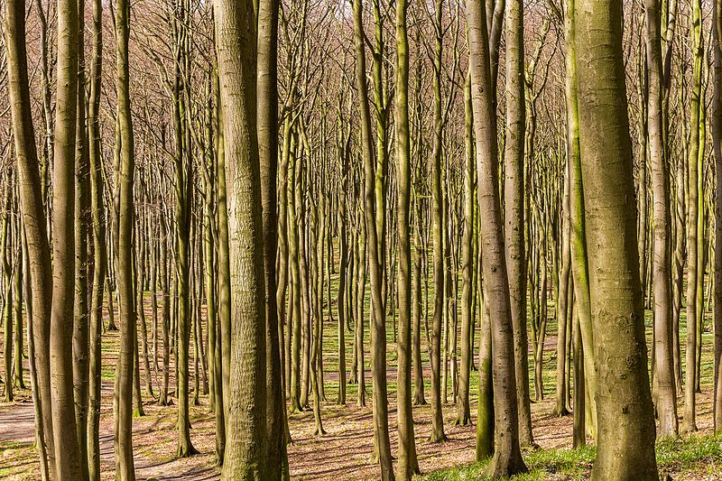 File:Buchenwald, Nationalpark Jasmund, Rügen, 170422, ako.jpg