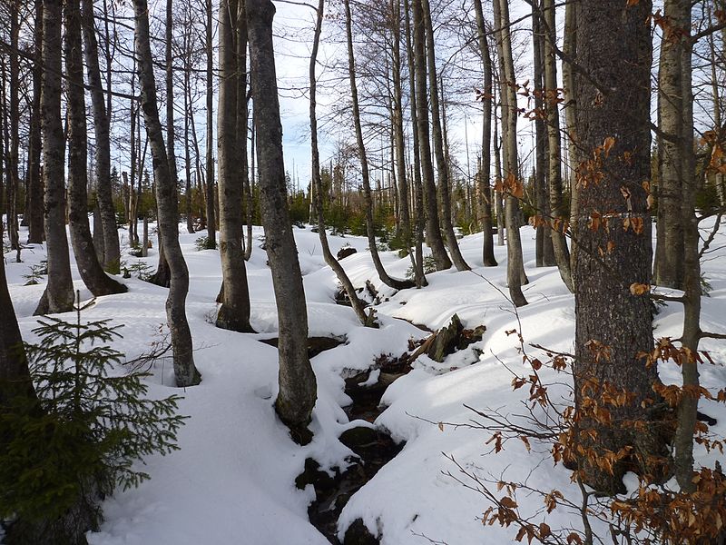 File:Buchenwald im Nationalpark Bayerischer Wald.jpg