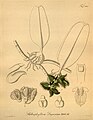 Bulbophyllum dayanum (spelled Bolbophyllum dayanum) - Xenia 2 pl 144.jpg