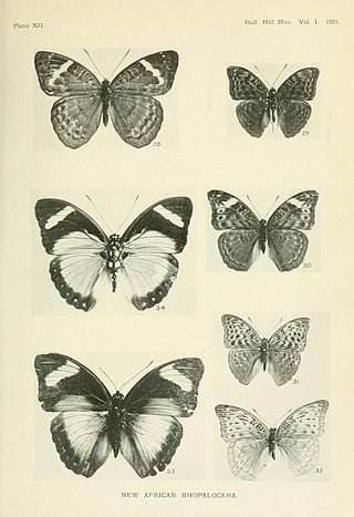 <i>Euphaedra phosphor</i> Species of butterfly