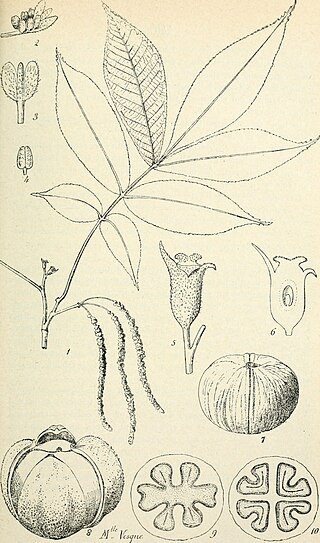 <i>Carya tonkinensis</i> Species of plant in the genus Carya
