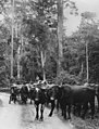Bullock team in the Canungra District, 1937 (7437044808).jpg