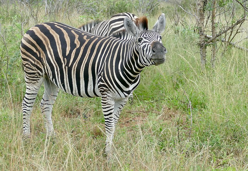 File:Burchell's Zebra (Equus quagga burchellii) (51984651130).jpg