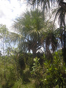 Mauritia flexuosa, or moriche palm, is an economically important species dominant in some parts of the ecoregion.