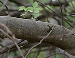 Bursera citronella (syn B delpichiana) trunk at Hyderabad, AP W IMG 7071.jpg