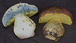 Butyriboletus autumniregius