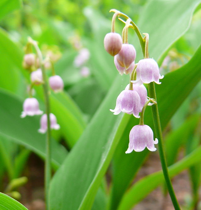 Lily-of-the-valley - Encyclopedia of Life