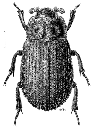 <i>Trox scaber</i> Species of beetle