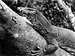 j. Patrick Fischer/Reptilia Hosi Timor