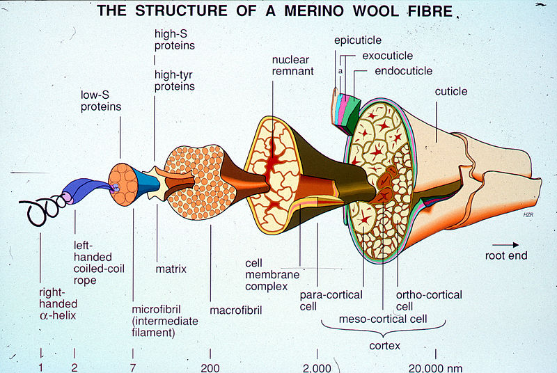 File:CSIRO ScienceImage 2490 Schematic for Wool Fibre.jpg