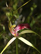 Caladenia ambusta