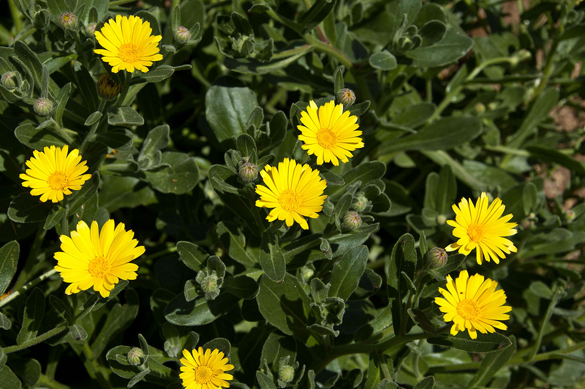 Calendula maritima - Wikipedia, la enciclopedia libre