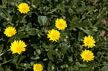 Marigold maritima 0030.jpg