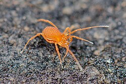 Calicina digita (Opiliones, Laniatores, F Phalangodidae).jpg