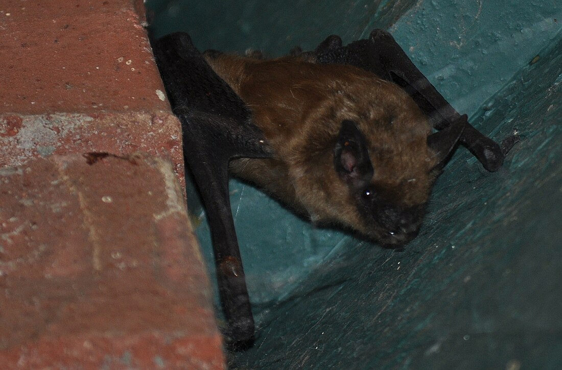 California myotis