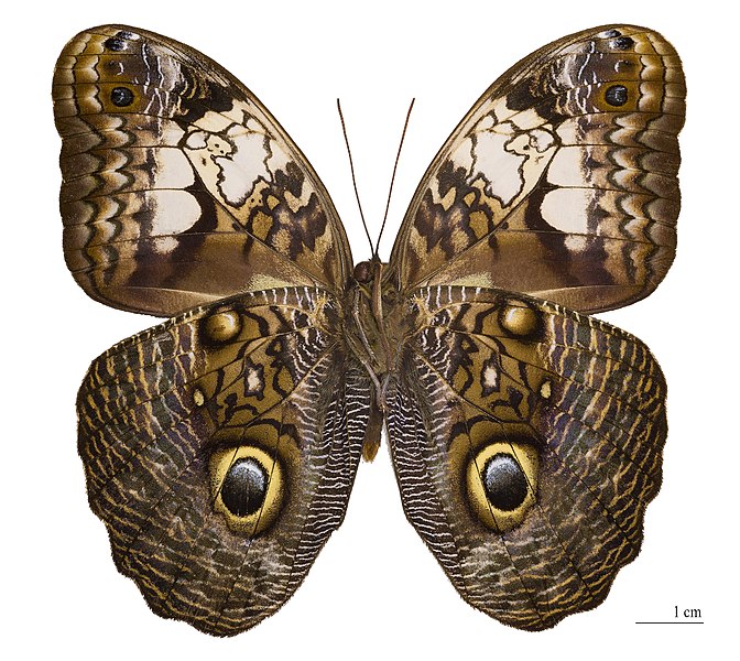 File:Caligo martia (ventre).jpg