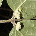 Callicarpa mollis (bud s5).jpg