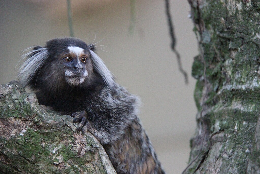 Callithrix kuhlii at Pão de Açúcar, Brazil.jpg