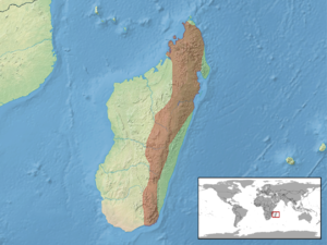 Calumma Nasutum: Lebensraum, Merkmale, Reproduktion