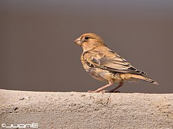 Juvenil (eller eventuellt hona), på Lanzarote.