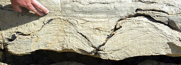 Stromatolites (Pika Formation, Middle Cambrian) near Helen Lake, Banff National Park, Canada