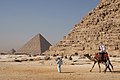 Peregrinatores pro pyramides Gizenses camelum vehuntur