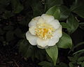 Camellia × williamsii 'Jury's Yellow'. Wintergroene struik voor een beschutte beschaduwde plek.