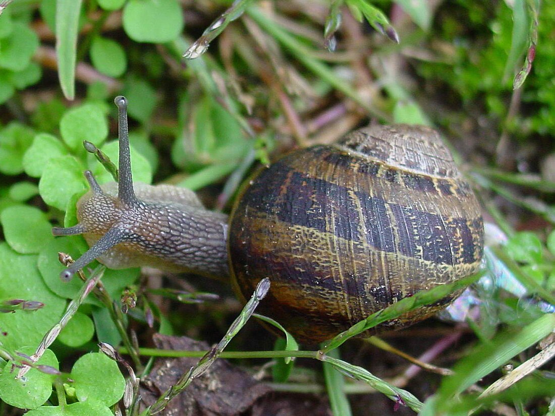 Helix aspersa aspersa