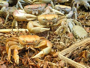 Descrierea imaginii Cardisoma guanhumi (land crab) .jpg.