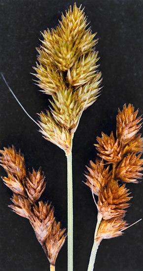 Описание изображения Carex bebbii NRCS-2.jpg.