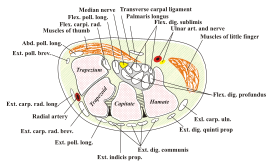 Вид разрез поперёк запястья. Срединный нерв показан желтой точкой в районе центра. Запястный канал не указан, но видна круговая структура, окружающая срединный нерв