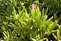 バクヤギク Carpobrotus chilensis