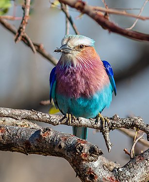 Exemplar of Lilac-breasted roller (Coracias caudata), Kruger National Park