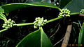Casearia aff. melliodora Eichler, Salicaceae, Atlantic forest, northern littoral of Bahia, Brazil (23410884471).jpg