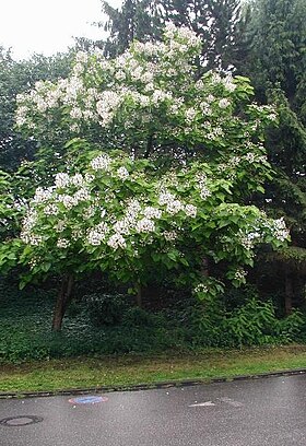 Almindelig Trompetkrone (Catalpa bignonioides)