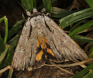 Catocala clintonii – Clinton's Underwing Moth.jpg