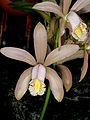 Cattleya × venosa flowers